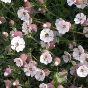 Silene uniflora Compacta - Strandlimurt