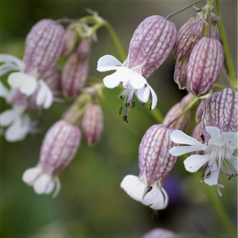 Silene vulgaris - Bl�resm�lde