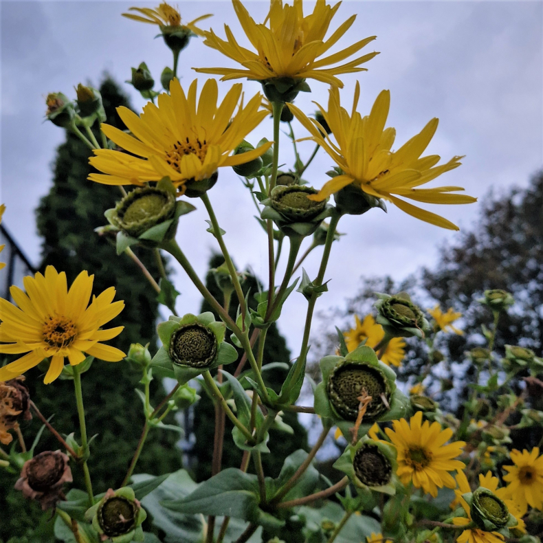 Silphium perfoliatum - Sklplante