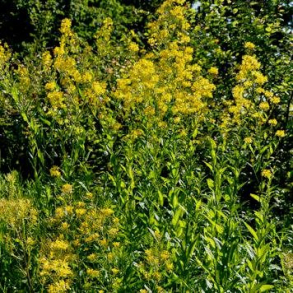 Sisymbrium (Hesperis) lutea - Staudesennep