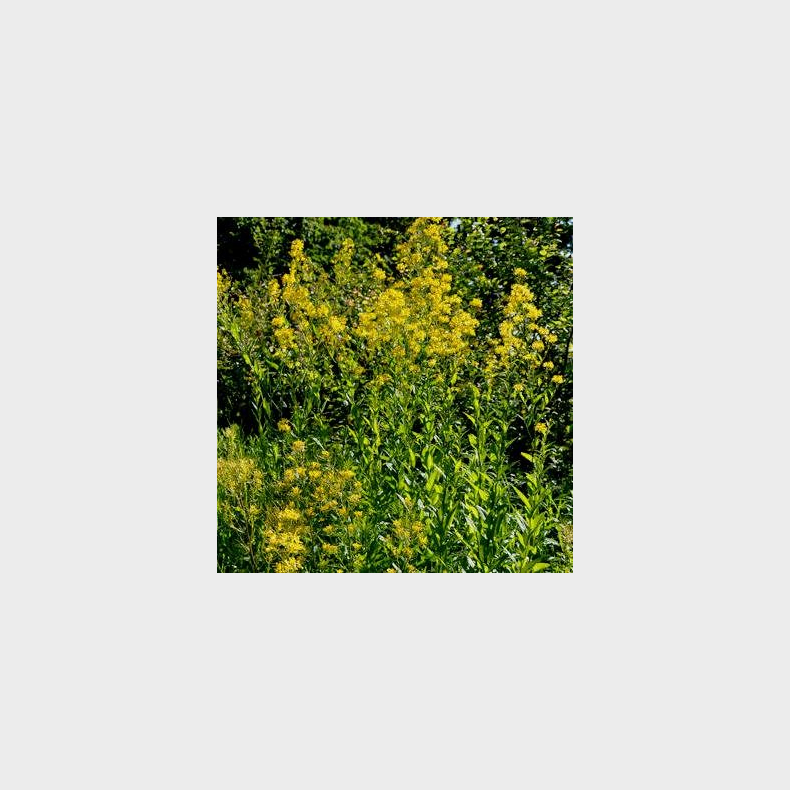 Sisymbrium (Hesperis) lutea - Staudesennep