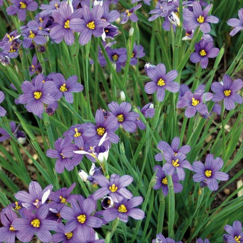 Sisyrinchium angustifolium Lucerne - Grslilje