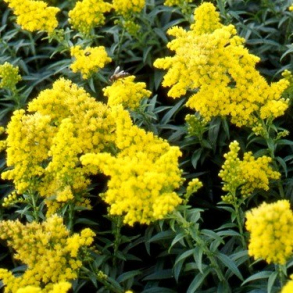 Solidago hybrida Golden Dwarf - Gyldenris