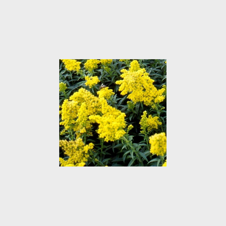 Solidago hybrida Golden Dwarf - Gyldenris