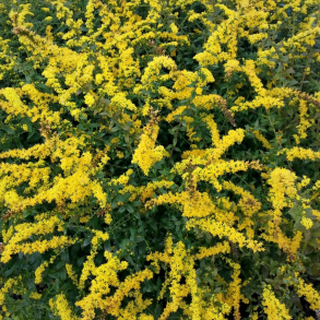 Solidago rugosa Fireworks - Gyldenris