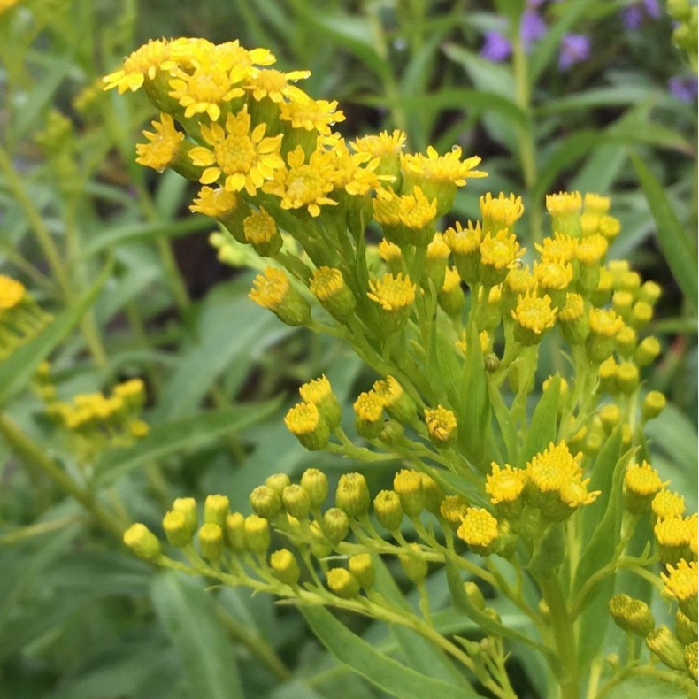 Solidago sempervirens Goldene Wellen - Gyldenris