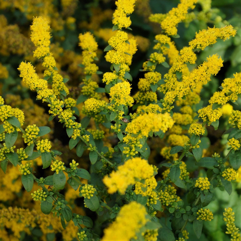 Solidago sphacelata Golden Fleece - Gyldenris