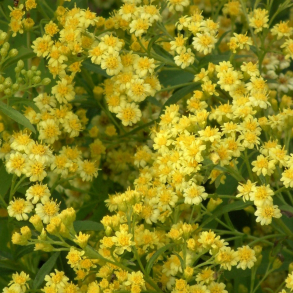 Solidaster luteus Lemore - Gyldenrisasters