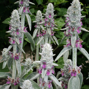 Stachys byzantina Cotton Boll - Lammere 
