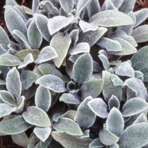 Stachys byzantina Silver Carpet - Lamme�re