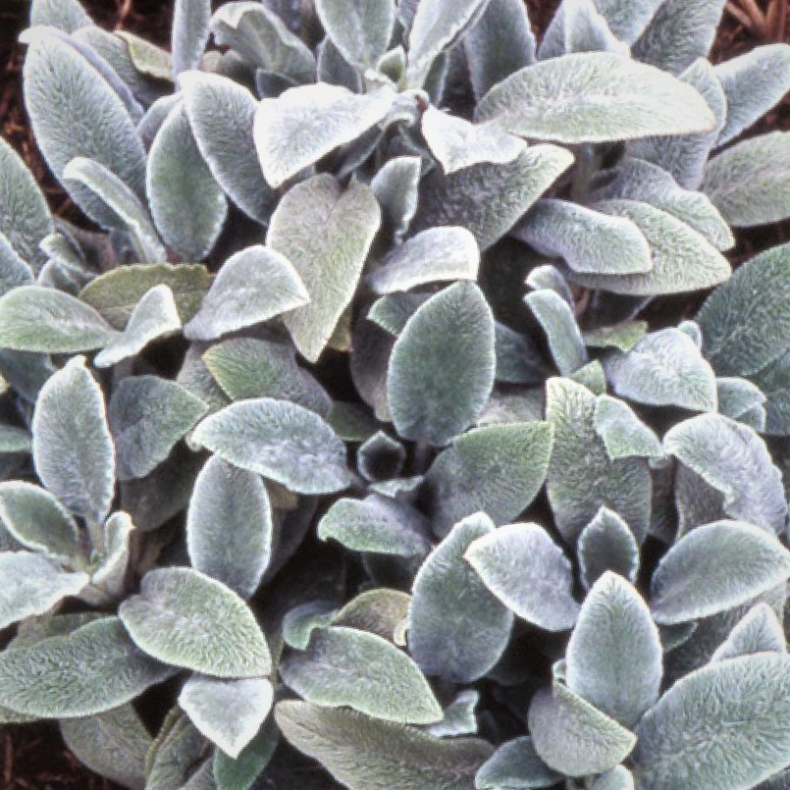 Stachys byzantina Silver Carpet - Lammere