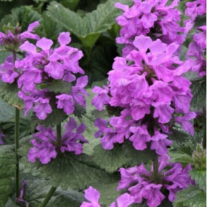 Stachys grandiflora  - Havebetonie