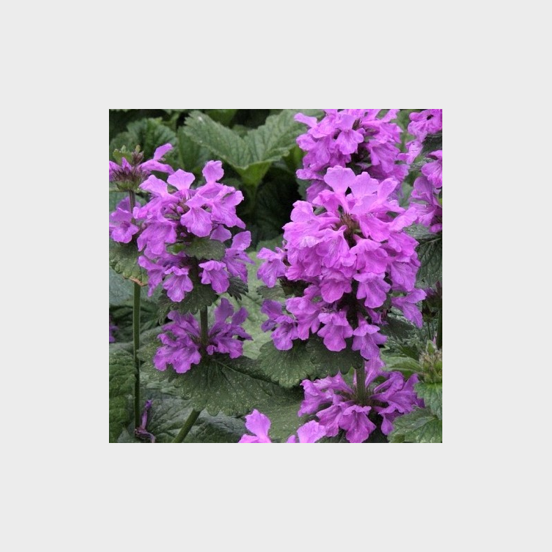 Stachys grandiflora  - Havebetonie