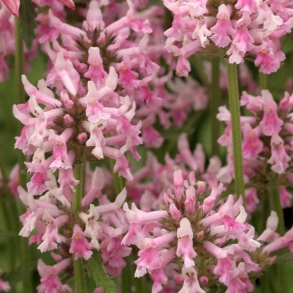 Stachys officinalis Pink Cotton Candy - Lgebetonie