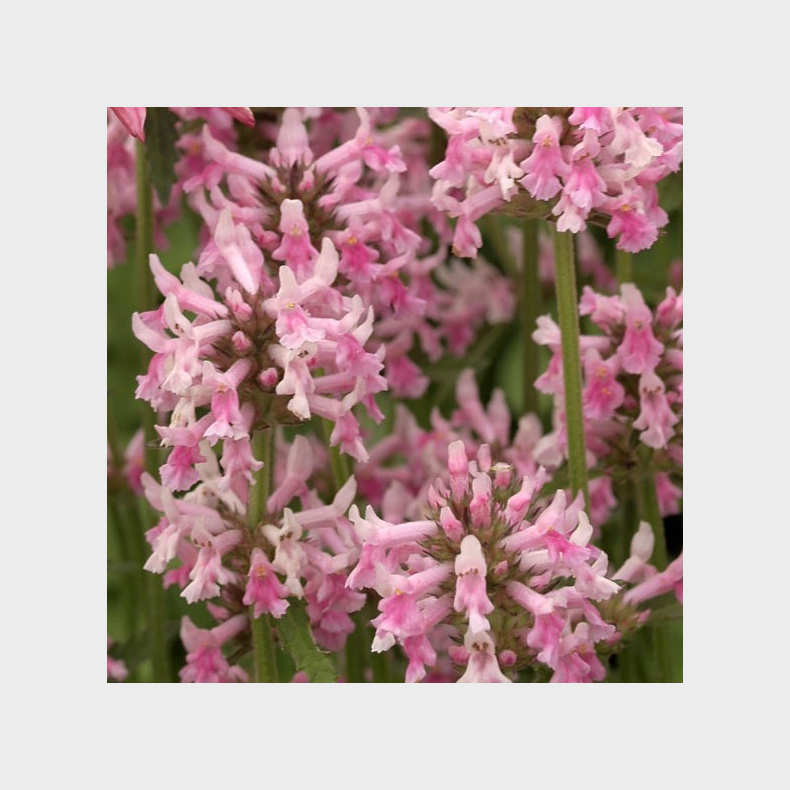Stachys officinalis Pink Cotton Candy - Lgebetonie