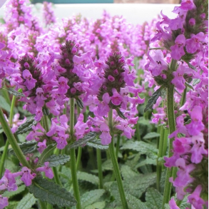 Stachys officinalis Ukkie - Lgebetonie