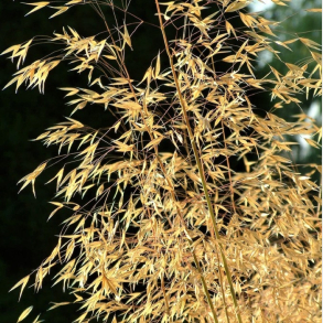 Stipa gigantea - K�mpe fjergr�s