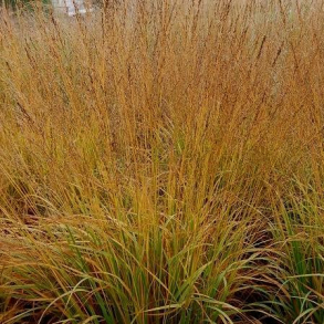 Molinia arundinacea Cordoba - Stor Pibegr�s