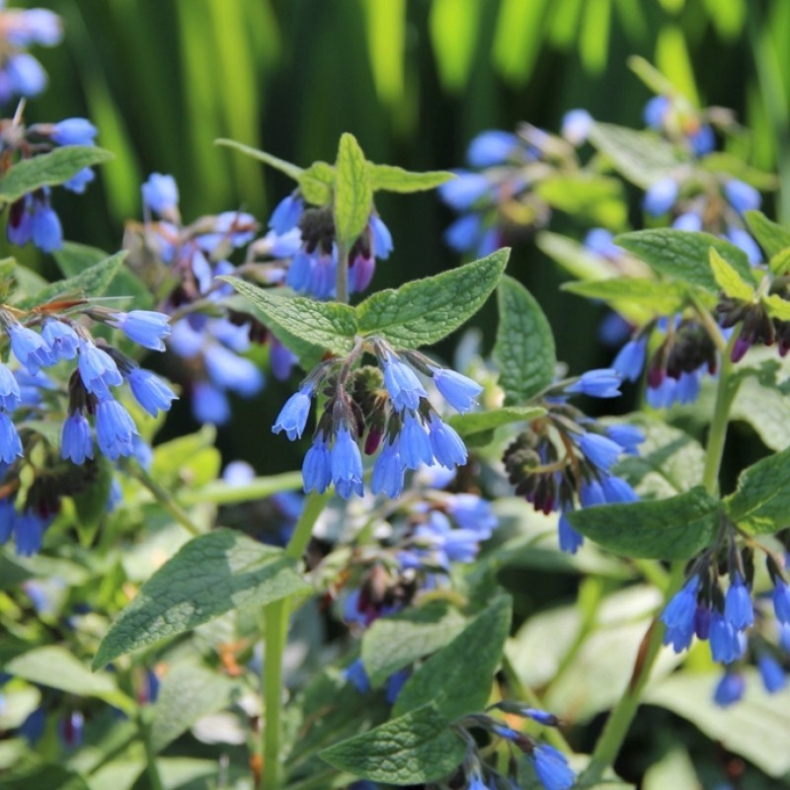 Symphytum azureum - Kulsukker