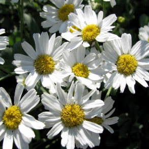 Tanacetum balsamita - Bibelurt - Kamferbalsam 