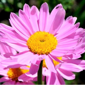 Tanacetum coccineum E.M. Robinson - Rosenkrave
