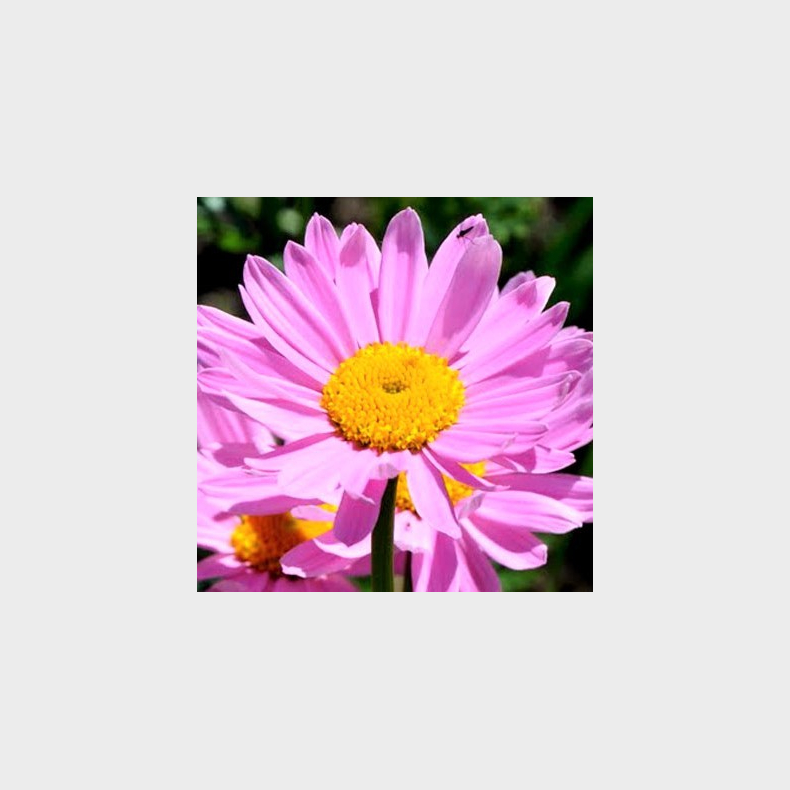 Tanacetum coccineum E.M. Robinson - Rosenkrave