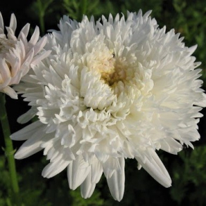 Tanacetum coccineum Mont Blanc - Rosenkrave