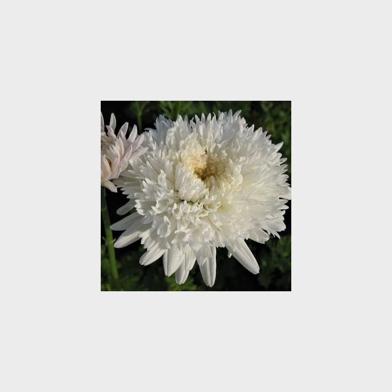 Tanacetum coccineum Mont Blanc - Rosenkrave