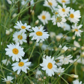Tanacetum corymbosum Festtafel - Matrem