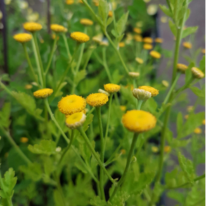 Tanacetum parthenium Golden Ball - Matrem gul knap