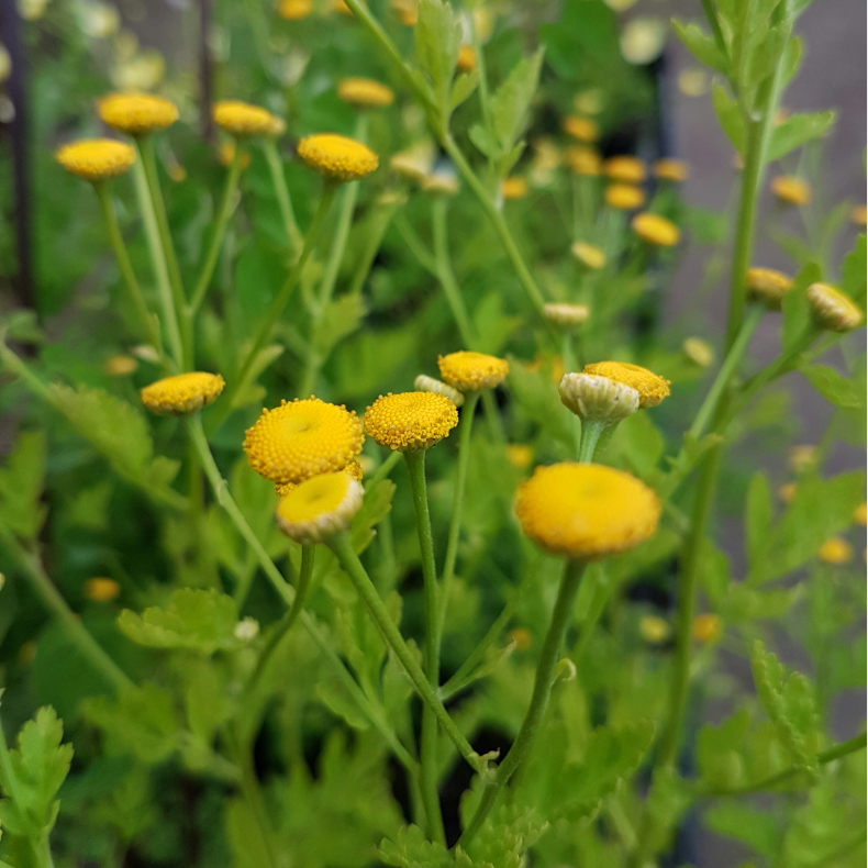 Tanacetum parthenium Golden Ball - Matrem gul knap