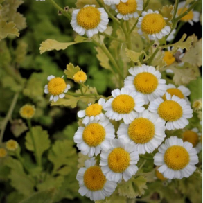 Tanacetum parthenium Golden Moss - Matrem 