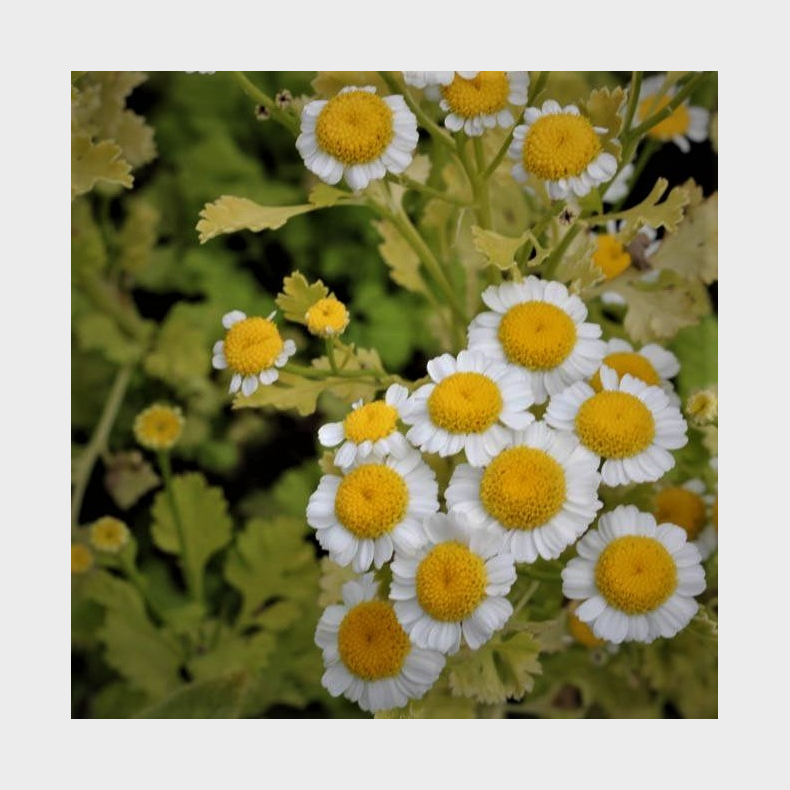 Tanacetum parthenium Golden Moss - Matrem 