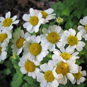 Tanacetum parthenium - Matrem