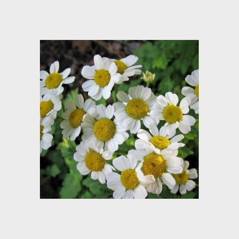 Tanacetum parthenium - Matrem