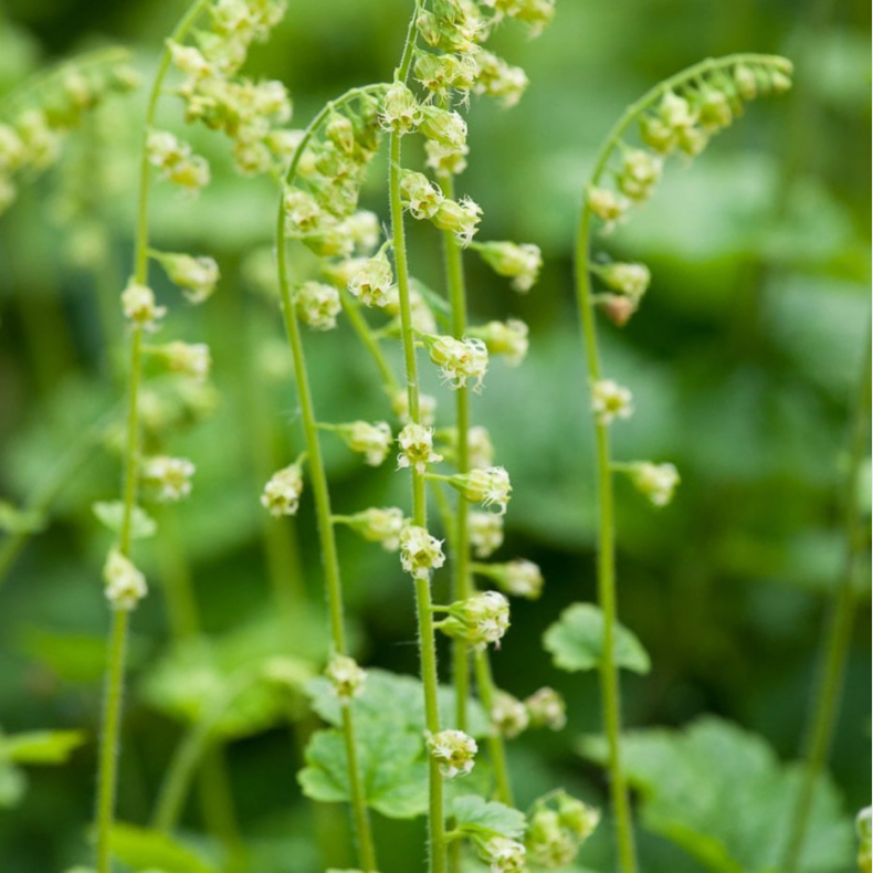 Tellima grandiflora -  Biskophat