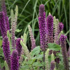 Teucrium hircanicum Purple Tails - Kortlbe 