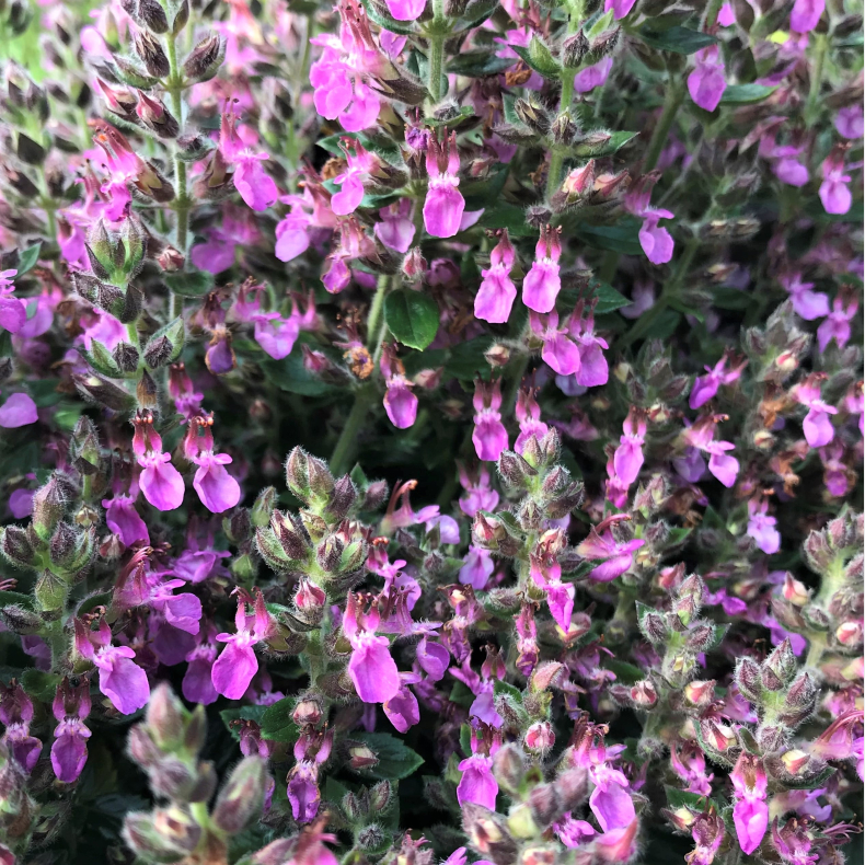 Teucrium lucidrys - Kortlbe