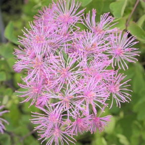 Thalictrum aquilegifolium Purpureum - Akelejefr�stjerne 1L