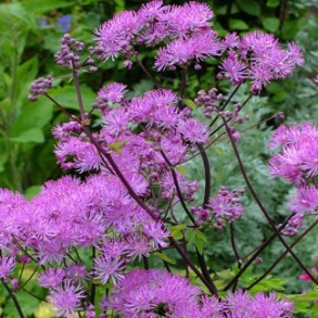 Thalictrum Black Stockings - Violfr�stjerne 1,5L