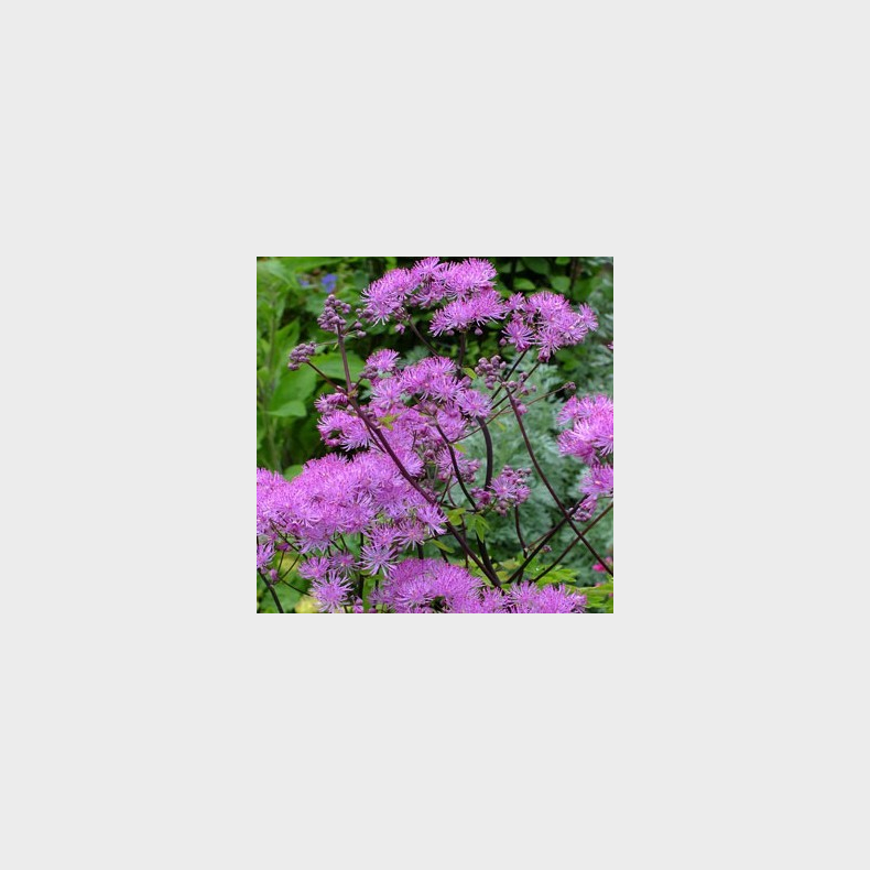 Thalictrum Black Stockings - Violfr�stjerne 1,5L