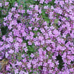 Thymus praecox Minor - Sm�bladet timian