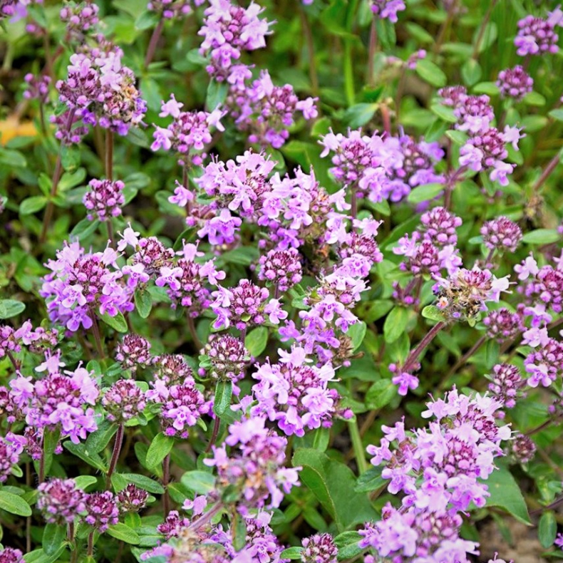 Thymus praecox Purple Beauty - Krybende timian