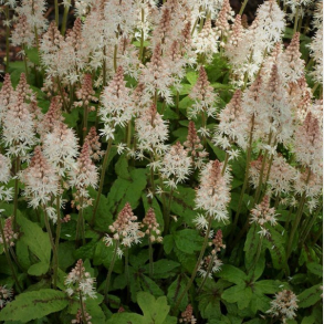 Tiarella Spring Symphony - Skumblomst