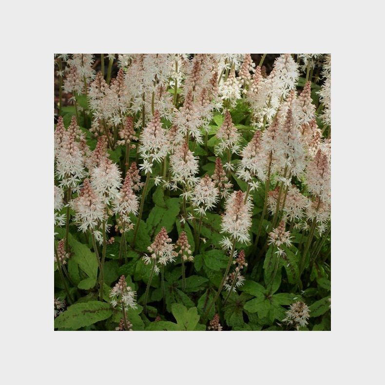 Tiarella Spring Symphony - Skumblomst
