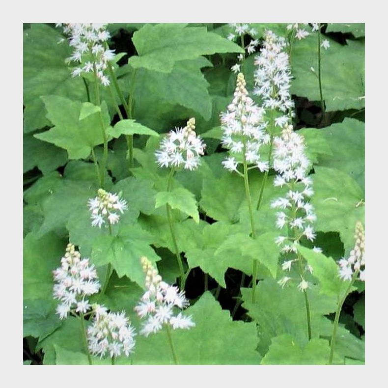 Tiarella wherryi  - Skumblomst 