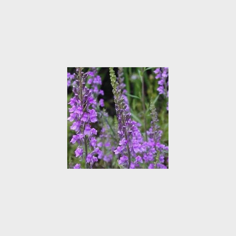 Linaria purpurea - Torskemund