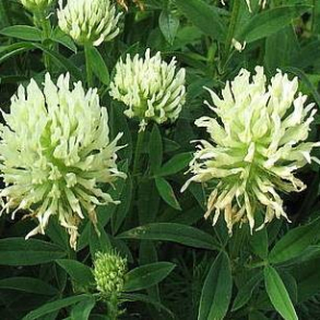 Trifolium ochroleucum - Fjerklver