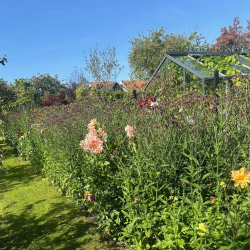 Verbena Troensehaven - Kmpeverbena -  Kmpe Jernurt