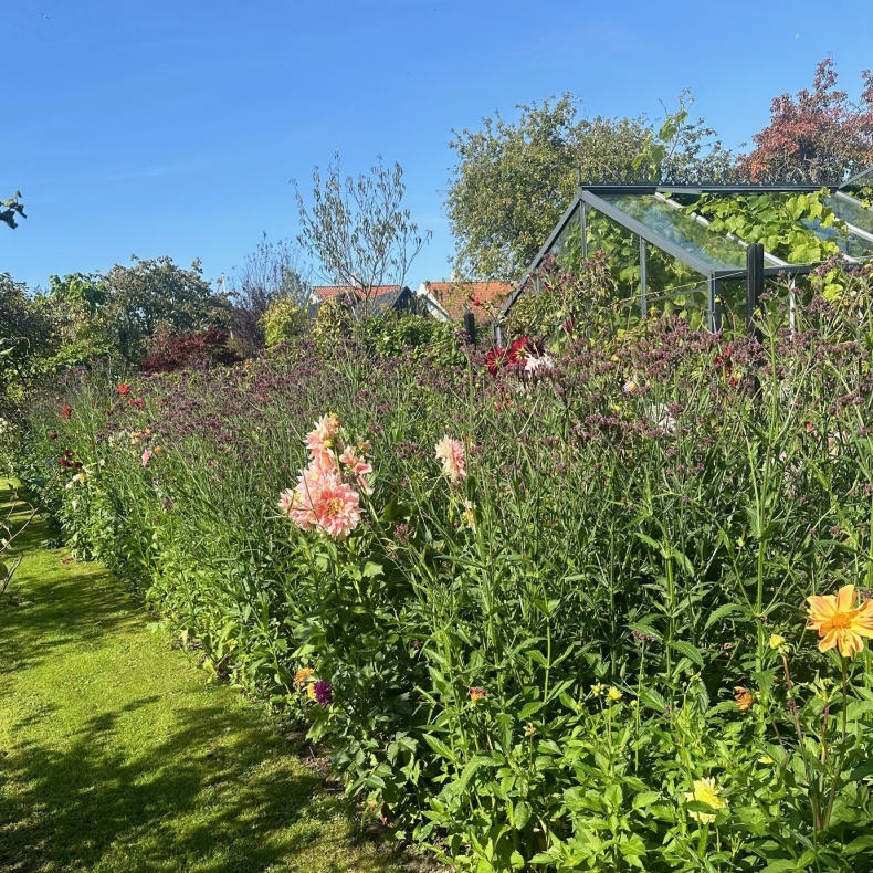 Verbena Troensehaven - Kmpeverbena -  Kmpe Jernurt